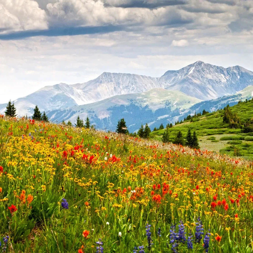 Custom order for Amy