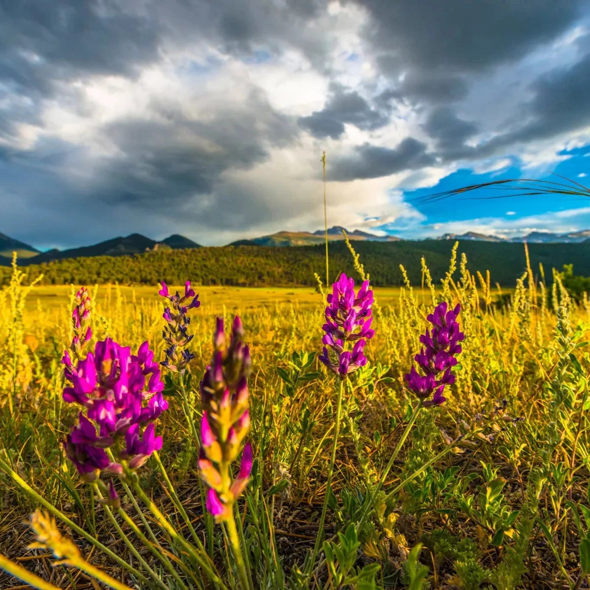 Custom order for Amy