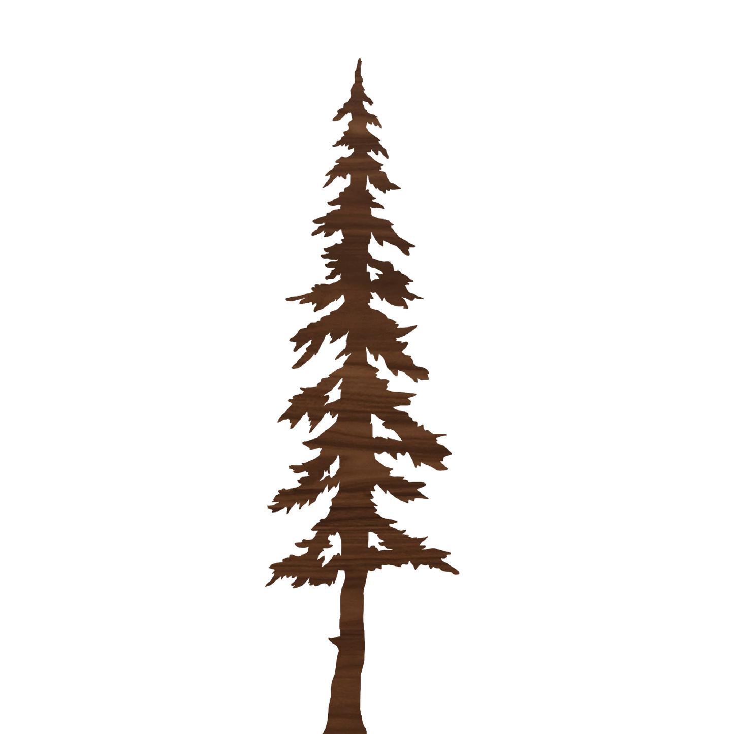 Evergreen